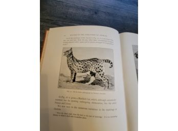 1893 Studies In The Evolution Of Animals