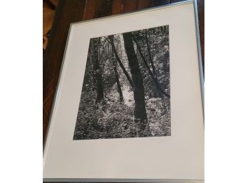Signed Framed Photograph Of Trees