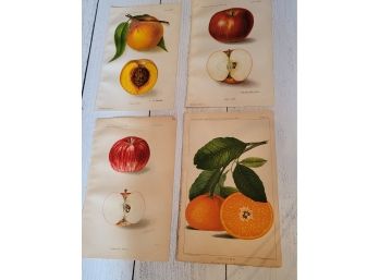 Antique Fruit Prints - 1887 & 1902 - Set Of 4