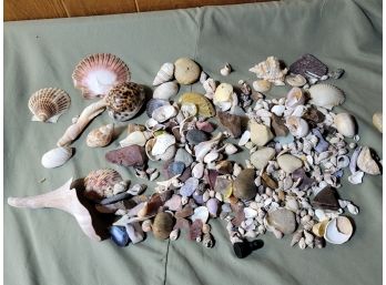 Colorful Collection Of Shells