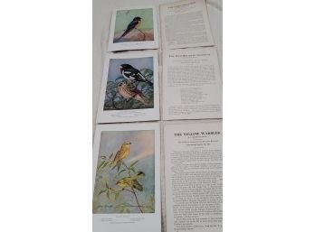 3 - 5x7 Bird Prints