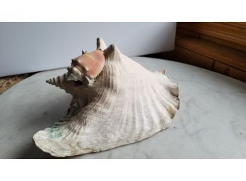 Large Old Conch Shell With Smaller Shell