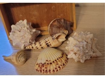 Nice Shells In A Wood Slat Box