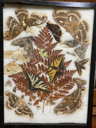 Vintage Butterfly And Bug Collection Display In Original Case
