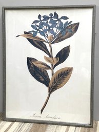 Vintage Botanical Print, Lovely!  Ixcora Bandana