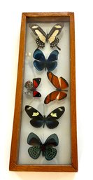 Beautiful Framed Butterflies