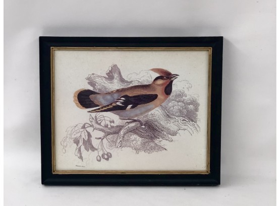 Fabulous  Bird Picture In Vintage Frame