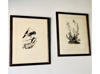 Vintage Audubon Framed Prints. No. 22 And 33, Nicely Framed