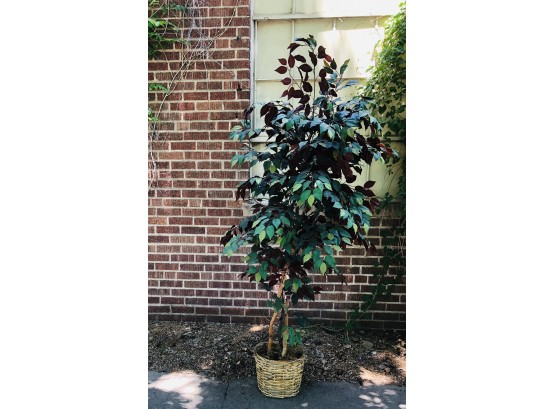 7 Ft. Potted Faux Ficah Tree