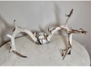 Rustic Antlers With Skull Cap