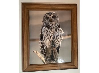 Framed Wise Old  Owl About 24x20 Inches