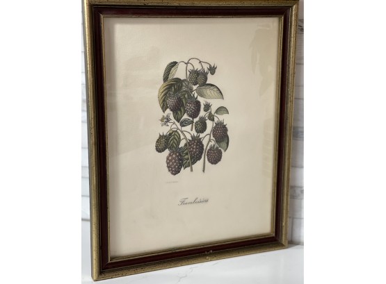 Vintage Framed Botanical 12.5 X 16