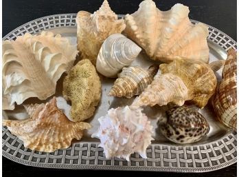 Fabulous Array Of Seashells With Wilton CO. Tray