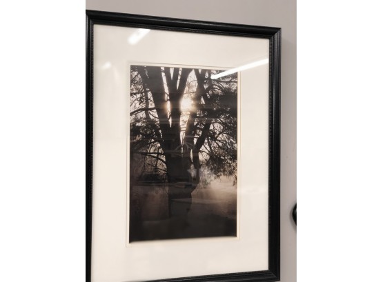Framed Black And White Tree Photo