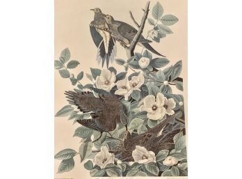Audubon  Print, Carolina Pigeon Approx, 24 X 20 Inches