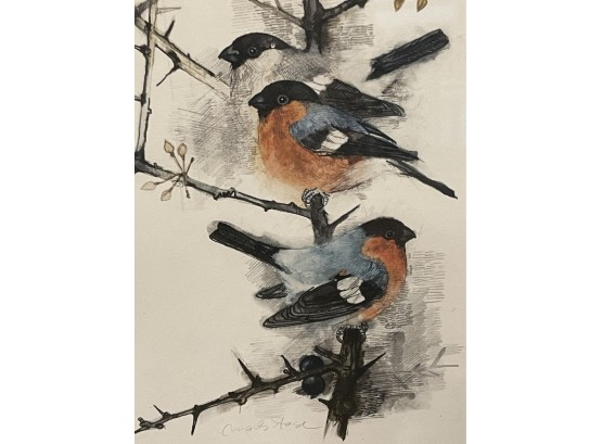Charming Vintage Bird Botanical Watercolor W/pencil Signature
