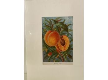 Excelsior Peach Litho By H.M. Wall Of Brooklyn NY