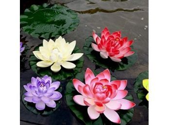 Lighting Sky And Flowers, Lotus Collection, Floating Pond Flowers Lot # 2