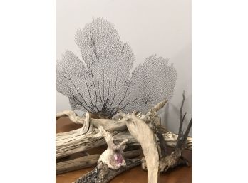 Ocean Bits And Pieces, Coral Fan, Driftwood Etc