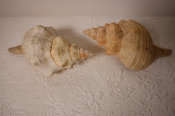 LOT 35 - TWO LARGE REAL SHELLS