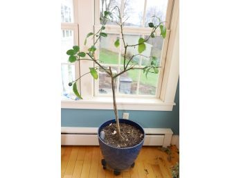 LEMON OR LIME TREE - AMAZING TREE WITH HANGING FRUIT AT THE TIME OF THIS LISTING!