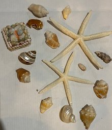 Vintage Collection Of Seashells & Vintage Miniature Seashell Jewelry Box Shipping Available