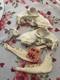 Skull And Jaw Bones