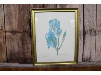 Iris Pallida Print 15.5' X 12.5' P J Re Doute See Pictures For Details