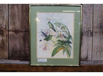 Hummingbird By John Gould 18' X 15'
