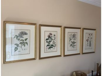 Lot Of 4 Gold Framed Plant Prints