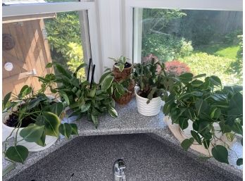 Lot Of Five Miscellaneous House Plants