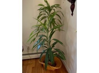 TALL Real Indoor PLANT IN POT AND BASKET