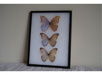LOT OF 3 PRESERVED BUTTERFLIES