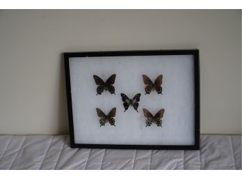 LOT OF 5 PRESERVED BUTTERFLIES