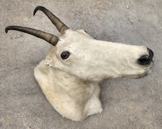 Vintage Mountain Goat Taxidermy Selection