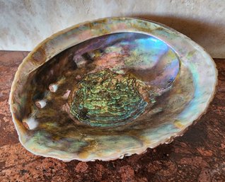 Gorgeous Abalone Shell