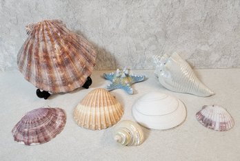 Assortment Of Seashell Decor