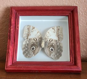 Vintage Framed Owl Mimic Butterfly Caligo Placidianus Framed Taxidermy Display