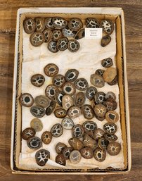 Selection Of SEPTARIAN NODULE Specimens From Morocco #A15