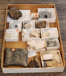 Assortment Of Fossil Specimens (Trilobite, Dolphin Vertebrae, Rhino Jaw, Etc.) #A21