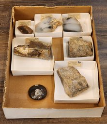 Assortment Of Fossil Specimens (Dinosaur Bones, Baculite, Opalized Wood, Etc) #A28
