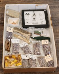 Assortment Of Mineral And Fossil Specimens (Sharks Teeth, Ruby, Gold Flakes, Aragonite, Etc) #A116
