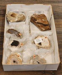 Assortment Of Fossil Specimens (Petrified Palm Wood, Dinosaur Bone, Mososaur Bone) #A123