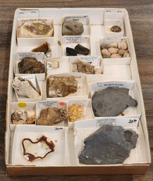 Assortment Of Mineral Specimens (Sarawak Amber, Petrified Wood, Trilobites, Etc) #A125