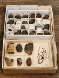 Assortment Of LODESTONE And Dinosaur Era Fossils #A187