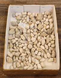 Assorted Sizes Of Fossil Coprolite SIOUX COUNTY Nebraska #A227