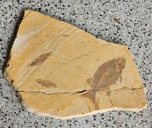 Fish Fossilized Rock Slab Specimen #A292