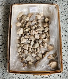 Large Assortment Of Fossil Teeth #A298