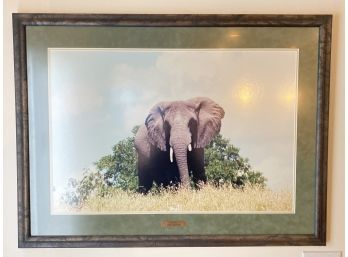 Elephant Photo From African Safari - Kitchen