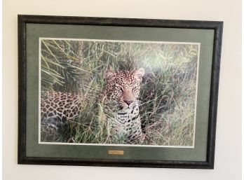 Leopard Photo From African Safari - Den